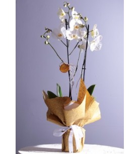 (mcm-202-1) İki'li Phalenopsis Orkide