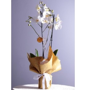 (mcm-202-1) İki'li Phalenopsis Orkide