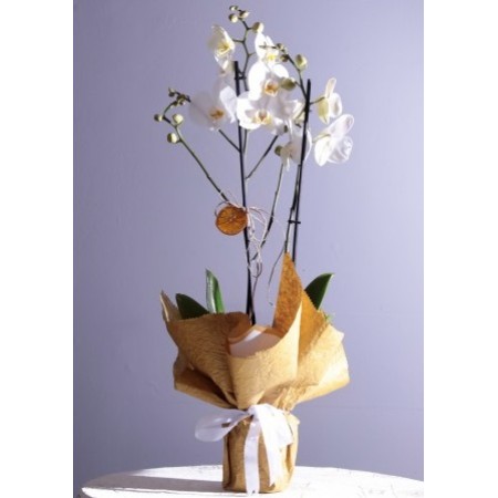 (mcm-202-1) İki'li Phalenopsis Orkide