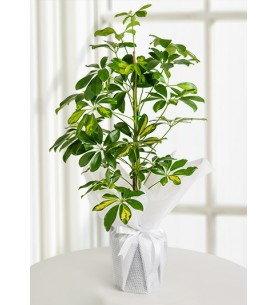 (mcm214) Schefflera Canlı Saksı Bitkisi