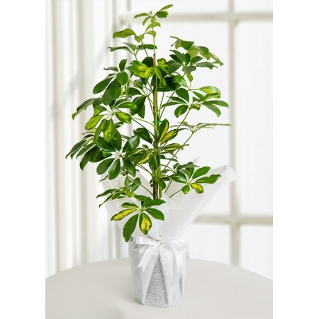 (mcm214) Schefflera Canlı Saksı Bitkisi