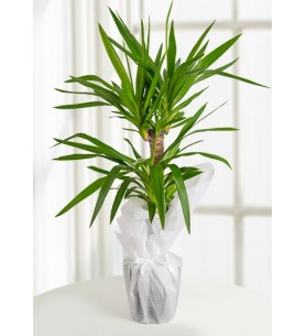(mcm217) Yucca Saksı Bitkisi