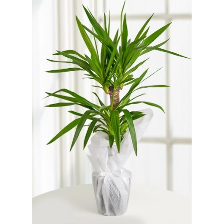 (mcm217) Yucca Saksı Bitkisi